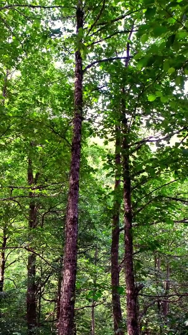 Örümcek Ormanları Tabiat Parkı