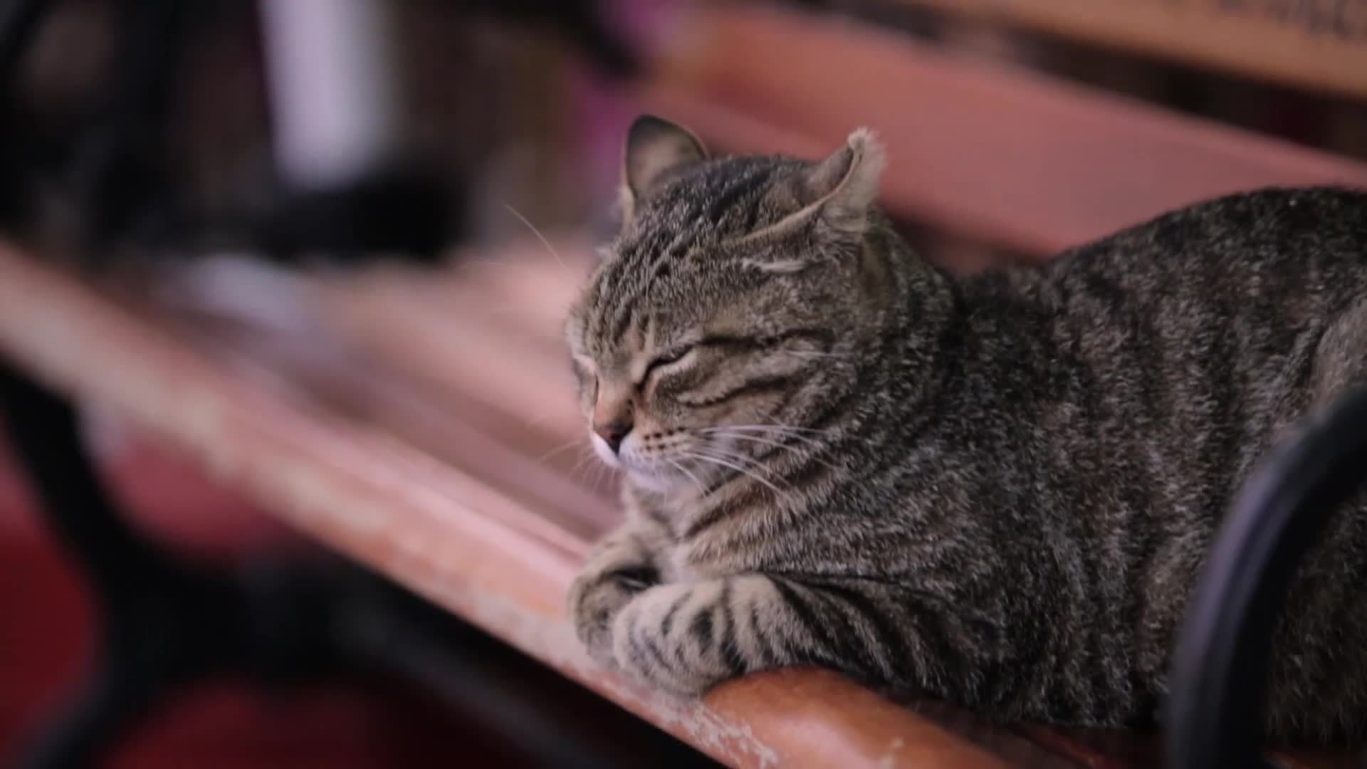 Home Of Two Contınents Kısa Dijital Film