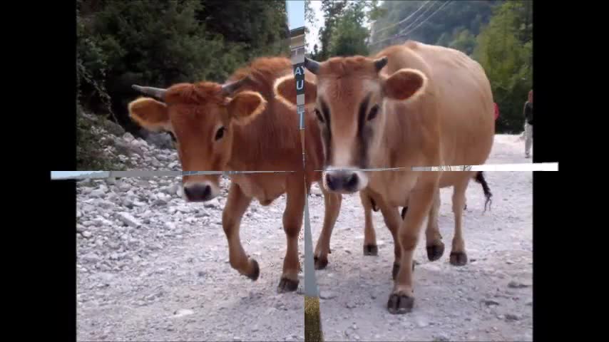 Şıngır Şıngır Ben Geldim -Bucak Yöresi
